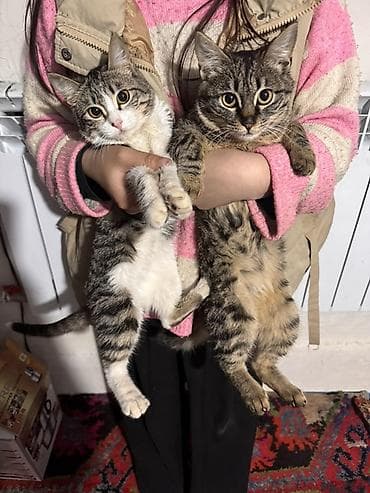 аббисинская кошка: Кошка даром: Беспородная, 6 месяцев, Мальчик, Приучена к лотку — 2