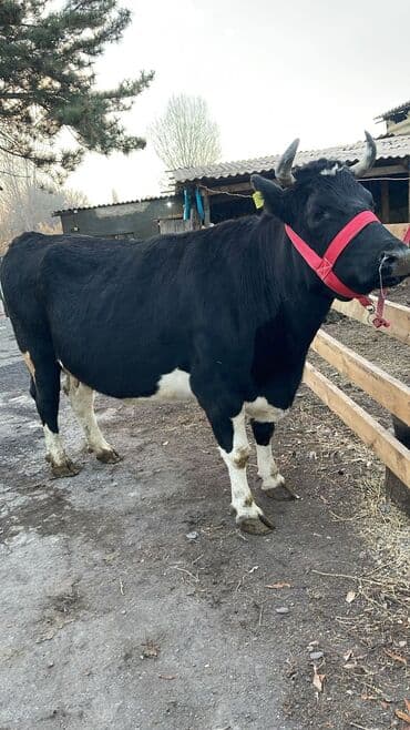 корм для домашних животных: Продаю | Корова (самка) | Голштин | Для молока | Привязанные — 2