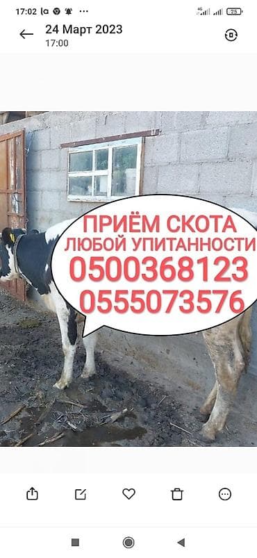 Аквариумдар: Жеке жак, Колбаса цехи : Уйлар, букалар, Жылкылар, аттар, Башка а/ч жаныбарлары, | Күнү-түнү, Бардык шартта, Союлган — 1