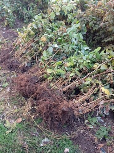 сушилка для белья электрическая бишкек: Малина — 1