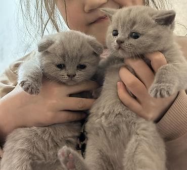 порода кошек вислоухая: Британская короткошёрстная, 2 месяца, Мальчик, Голубой, Приучена к лотку — 1