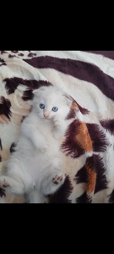 шатланский кошка: Шотландские котята (скоттиш-фолд/скоттиш-страйт), помёт от домашней — 7