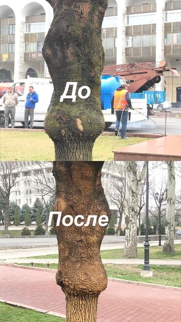 сиделка в канте: Клининговая Компания «SLON&K» Мойка фасадов стен памятников и — 2