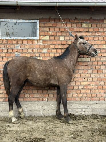 рынок собак в бишкеке: Продаю | Жеребенок | Рабочий, Конный спорт — 5