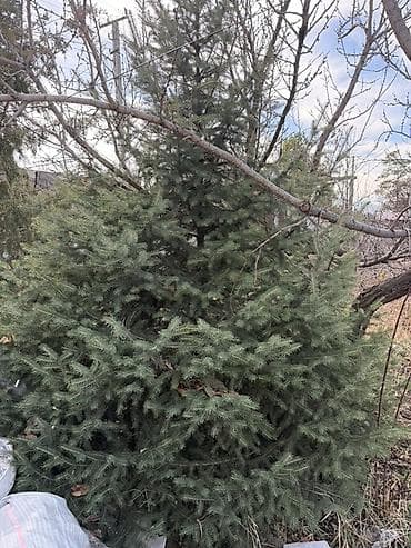 голубая ёлка: Ель голубая (Picea pungens), сформированная, крупномер. - — 3