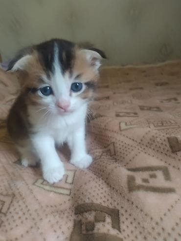 шотлан: Шотландский вислоухий котёнок (предположительно скоттиш-фолд) — 3