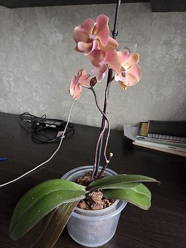 Лимоны: Комнатные растения в горшках: 1) Фикус (Ficus elastica — 3