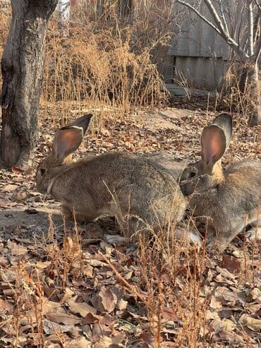 сколько стоит шотландская вислоухая кошка: Продаю кроликов великанов. 10 месяцев.
цена 2500 сом.
торг возможен — 3