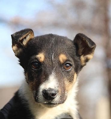 Продажа собак: Собака даром: Дворняжка, 4 месяца, Самец — 2