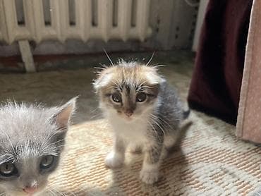 коты мейкун: Котята, домашнее выращивание. - Возраст: 2 месяца. - Окрас: - — 7