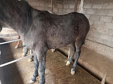 купить пони: Продаю | Конь (самец) | Рабочий — 3