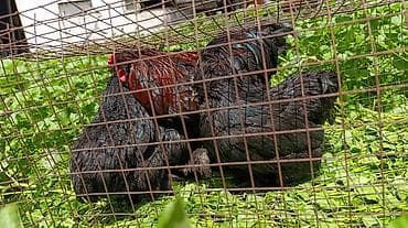 купить перепелок: Продаю | Куры | Для разведения — 1