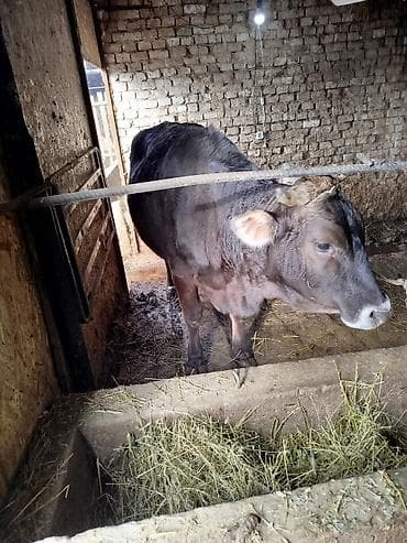 стелный карова: Продаю | Корова (самка) | Для разведения | Привязанные — 1