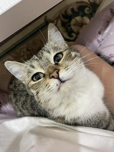 продажа собак бишкек: Домашние кошки — два очаровательных питомца - Кошка №1 — 1