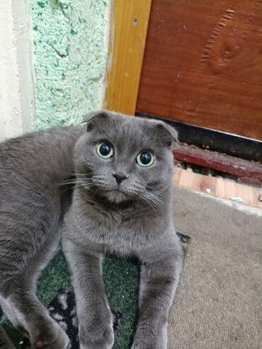 багаж на хонда стрим: Honda Stream: 2003 г., 2 л, Автомат, Бензин, Минивэн — 2