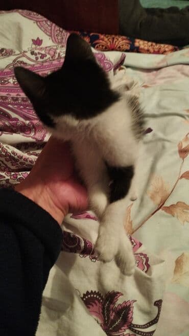 если не кастрировать кота: Котята домашние, короткошерстные. - Окрас: один черно‑белый — 4