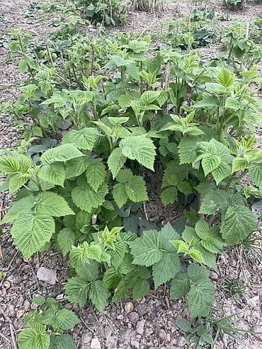 яблоневый сад: Малина кочот сатылат — 1