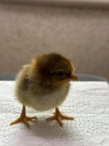 рыба для аквариума: Продаю | Цыплята | Домашняя | Для разведения — 7