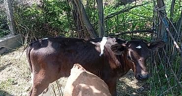 кубок кок бору: Продаю | Музоо, торпок | На откорм | Искусственник — 3