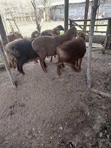 ярочки: Продаю | Баран (самец) | Полукровка | Для разведения | Племенные — 5