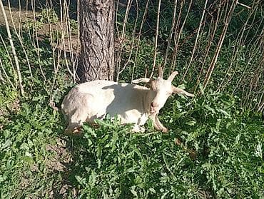кошка сфинкс с шерстью: Продаю | Коза (самка) | Для разведения — 8