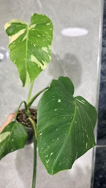 Инструменттер: Монстера Тайское Созвездие 3 горшка по 1000с Посажены в хороший — 2