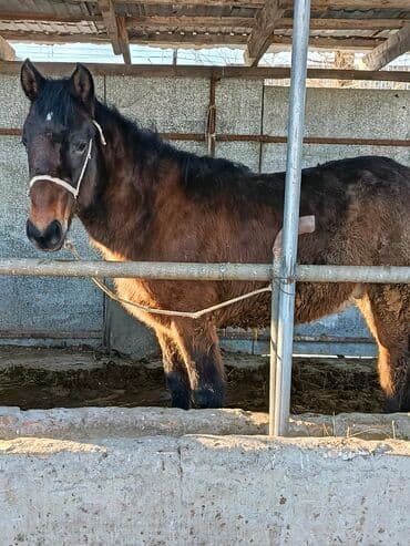 Продаю | Жеребец | Кара Жорго | На забой | Осеменитель