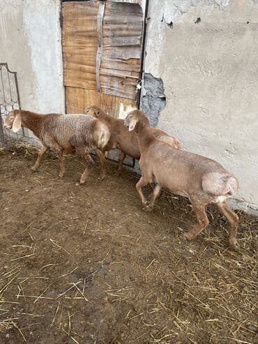 объявления о пропаже животных: Продаю | Овца (самка), Ягненок | Арашан | Для разведения | Племенные, Ярка, Ягнившаяся — 6