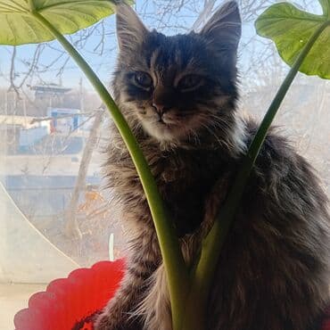 французкий бульдог цена: Мейн-кун, 3 месяца, Мальчик, Серый, Приучена к лотку — 1