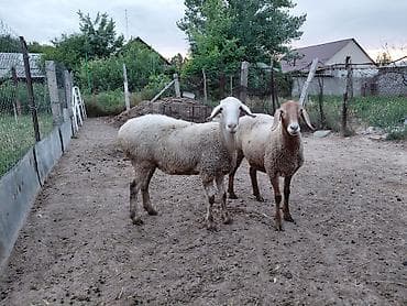 рыбы купить в аквариум: Продаю | Овца (самка) | Для разведения — 3