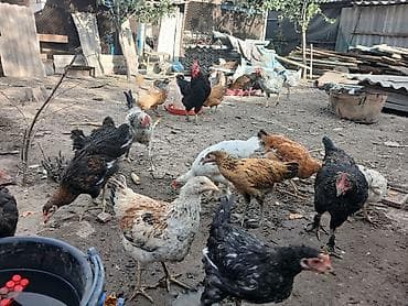 куры живые: Продаю | Куры | Домашняя | Для разведения — 4