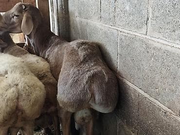 овц: Продаю | Баран (самец) | Гиссарская | На забой — 1