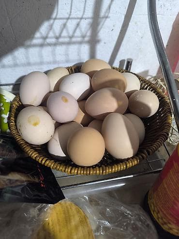 ечки теке: Домашний жайдары тооктордун жумурткасы жөжө 🐔 чыгарууга сатылат, баасы — 1