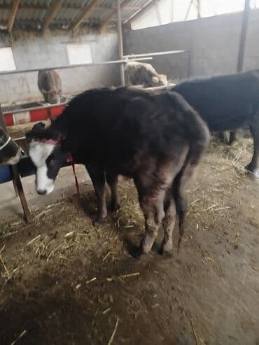 пекинес щенок: Продаю | Бык (самец) | На откорм | Привязанные — 4