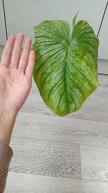 бычак курчутуу: Филодендрон Мамей 500сом, филодендрон Хосе Буено 400сом. Новопавловка — 5