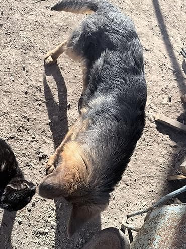 порода собак хаски цена: Немецкая овчарка, 5 месяцев, Самец, С родословной — 2