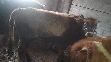 прадаю баран: Продаю | Бык (самец) | Швицкая | На откорм — 6