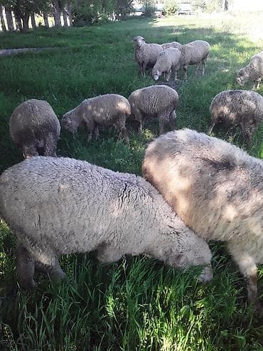 баранина живой: Продаю | Овца (самка) | Для разведения | Матка — 1