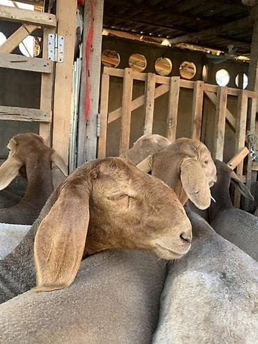 Үй жаныбарлары: Сатам | Ургаачы кой (ургаачы) | Арашан | Көбөйтүү үчүн — 5