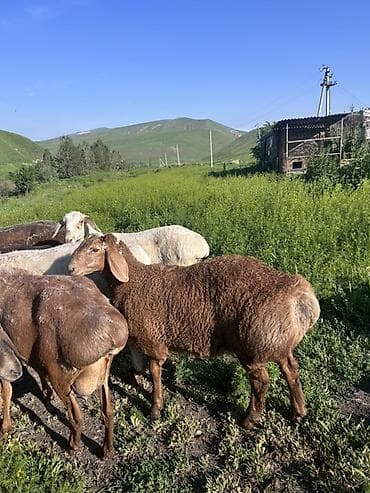 собака кара балта: Продаю | Овца (самка) | Для разведения | Племенные — 4