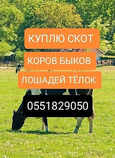 Колбасный цех : Лошади, кони, Коровы, быки, | Круглосуточно, Любое состояние, Забитый