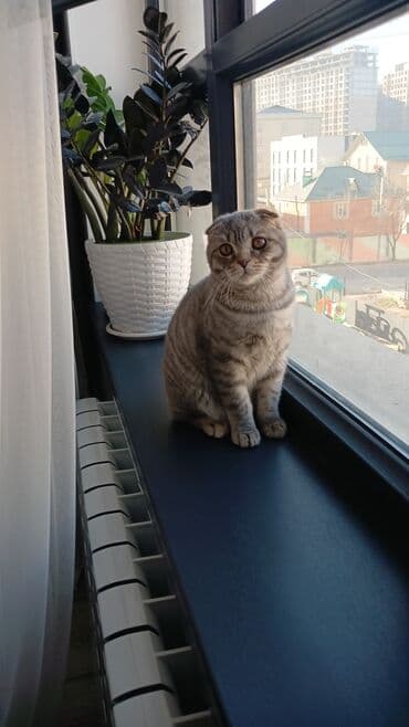 купить котенка вислоухого: Скотиш Фолд (Шотландская вислоухая), 5 месяцев, Мальчик, Серый, Приучена к лотку — 4