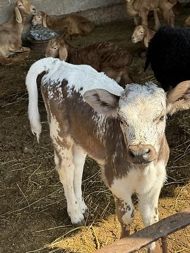 комнатные собаки: Продаю | Музоо, торпок | На откорм — 2