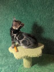 мейн кун бишкек 😺 питомник lyubushka 🐈 купить котенка 🐾 цена фото: Бенгальская, 1 месяц, Мальчик, Приучена к лотку, Проглистована, С документами — 32