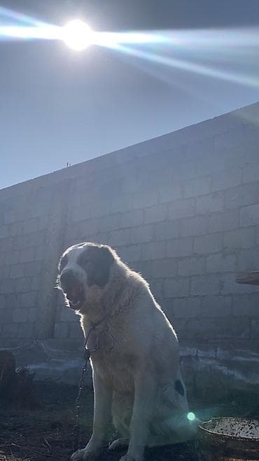 собаки кангал: Порода: среднеазиатская овчарка (алабай), . Окрас: белый с черными — 6