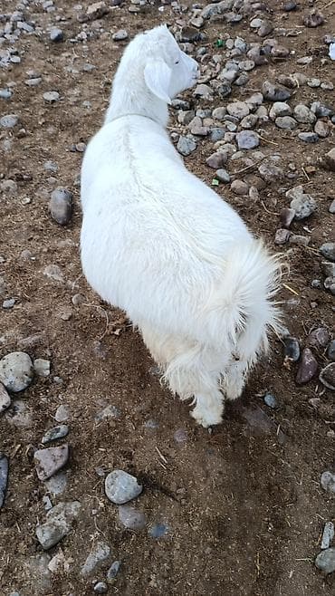 Продаю | Козлёнок