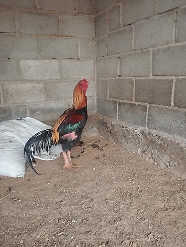 Кошки: Продаю | Петух | Для разведения — 3