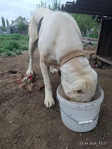 кубинский питбуль цена: Собака крупной породы алабай . Окрас белый с крупными черными пятнами — 4