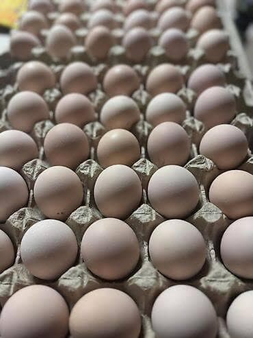 фарель ош: Куриные яйца в лотках Только оптом приглашаем для сотрудничества — 4