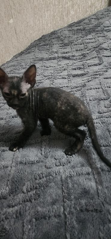 сфинкс кот цена: 🐾 Котята донского сфинкса ищут самые любящие семьи! Две очаровательные — 3